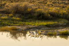American-Avocet-Recurvirostra-Americana-In-Sandwash-Basin-Colorado
