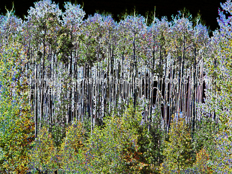 Aspens