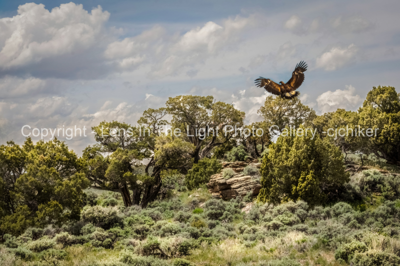 Eagle-on-Juniper