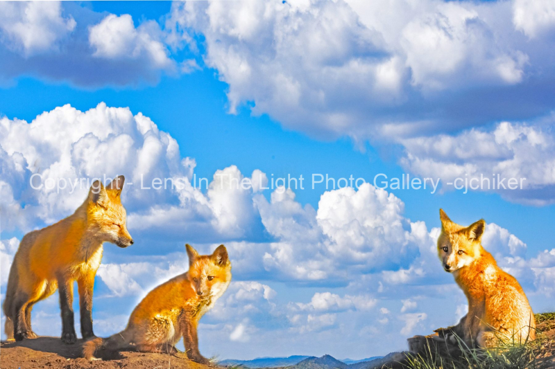 Foxes-Against-Sky