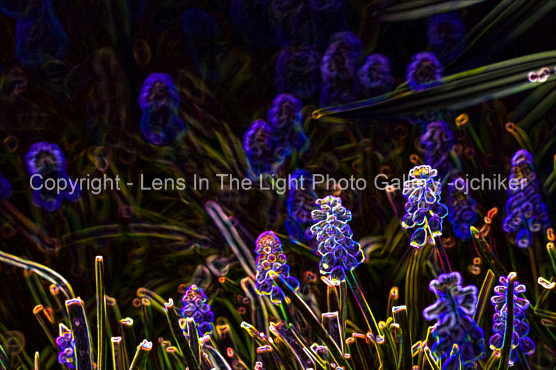 Grape-Hyacinths-In-Garden