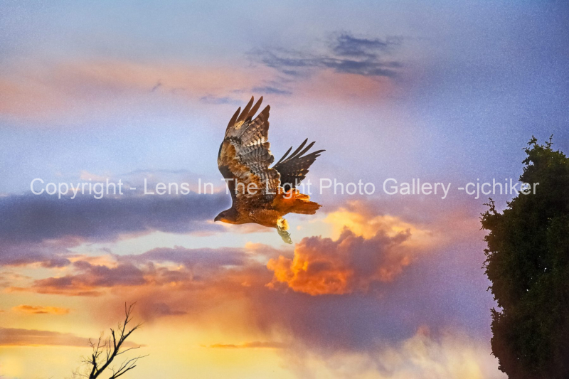 Hawk-In-Sunset-Colors-Composite-With-Effects