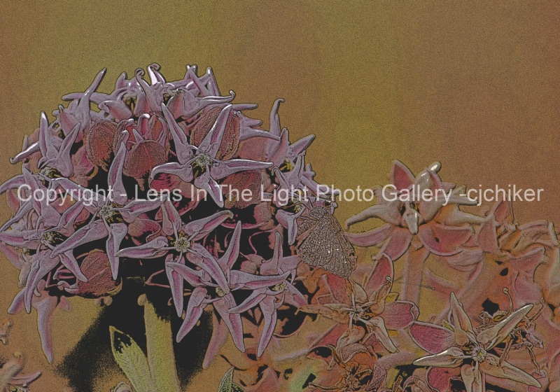 Milkweed-With-Moth-Nature-Scene