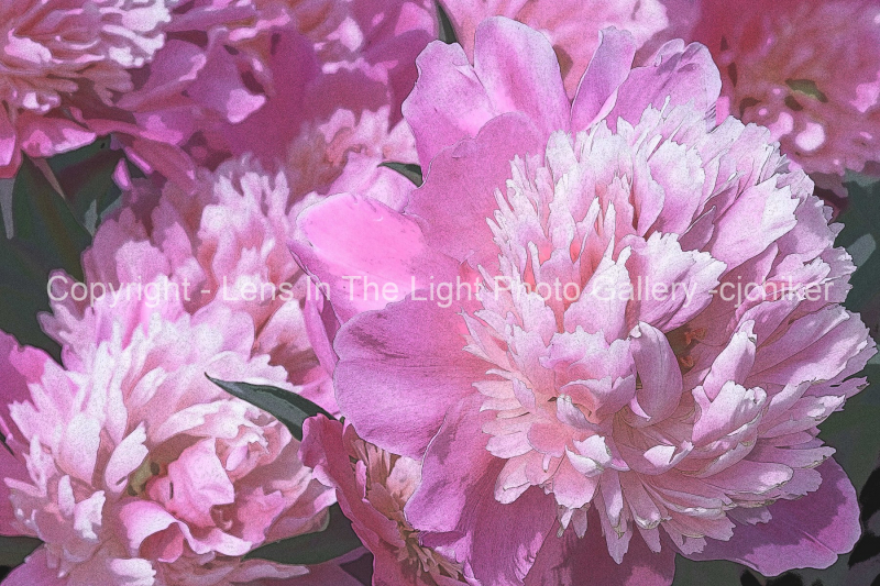 Peonies