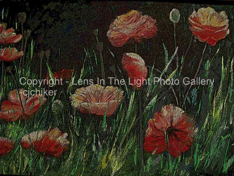 Poppies-Posterized