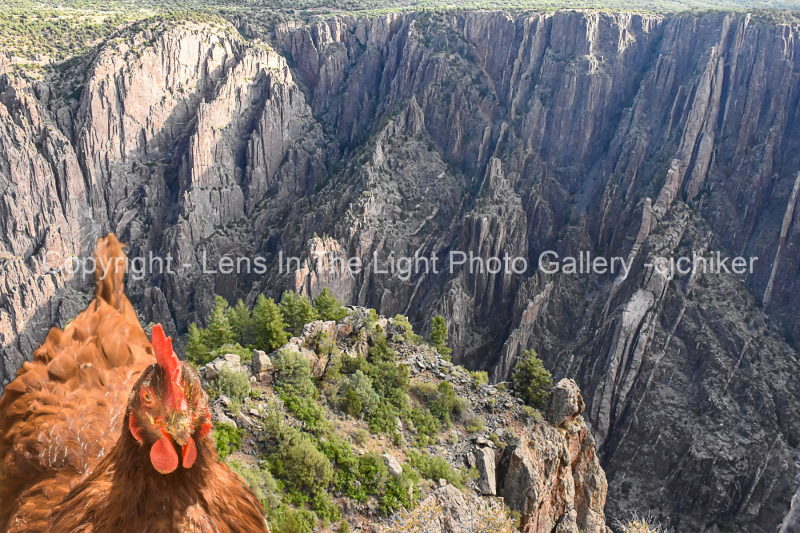 Red-Hen-At-Black-Canyon