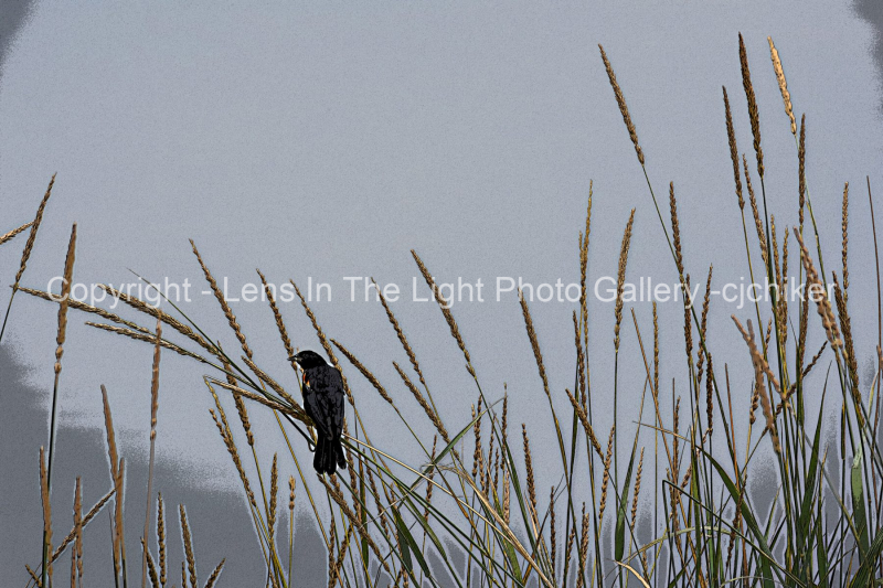 Red-Winged-Blackbird-in-Marsh-Grass