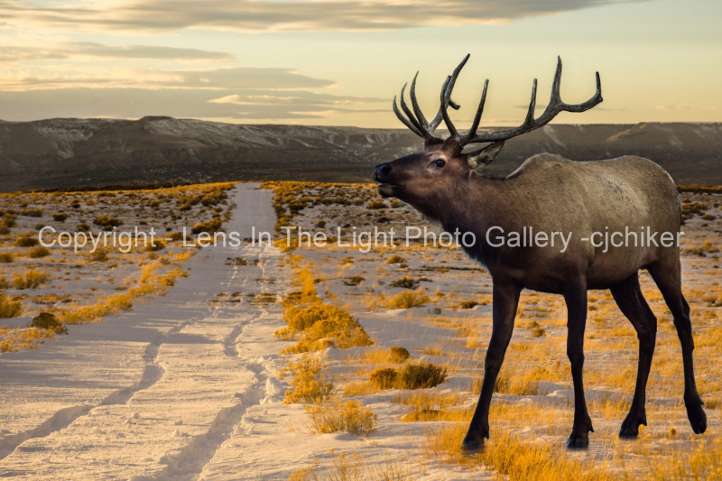 Remote-Winter-Sunset-Light-Landscape-With-Elk