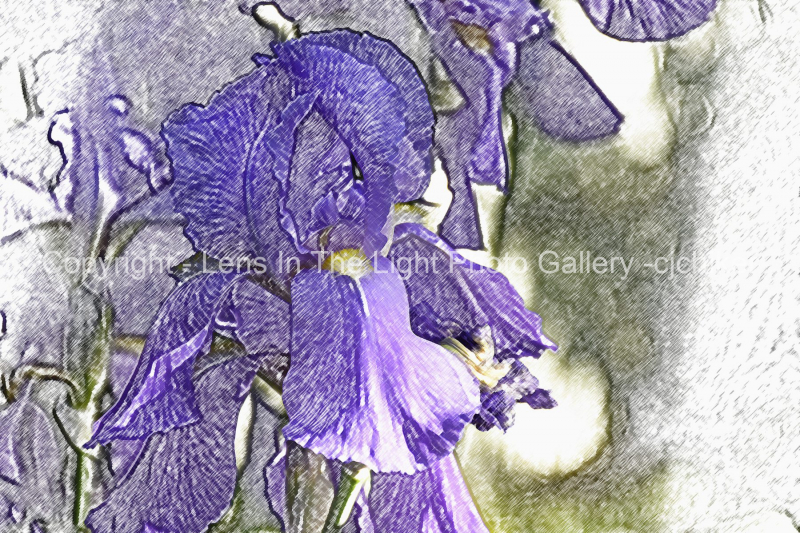 Single-Iris-Pale-Purple