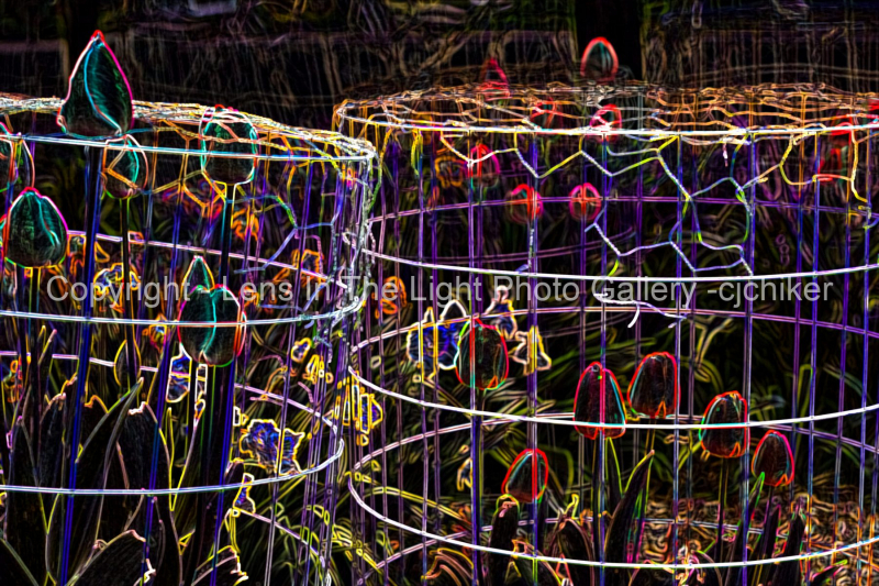 Tulips-In-Wire
