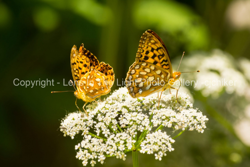 Pearl-Crescent-Butterflys-In-Summer-Garden
