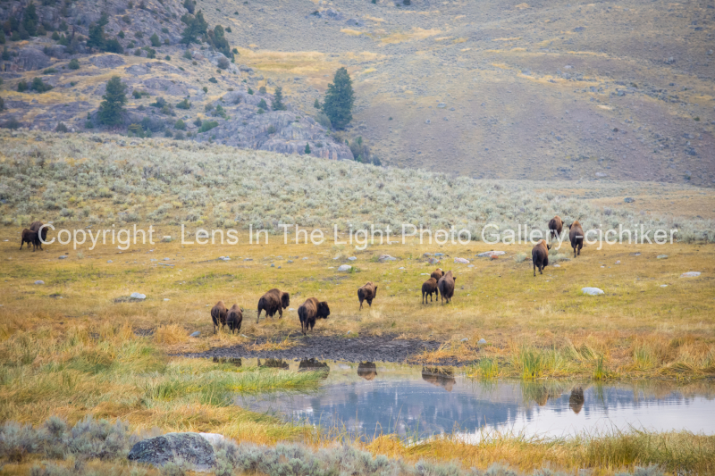 American-Bison-At-Lamar-Valley-In-Yellowstone