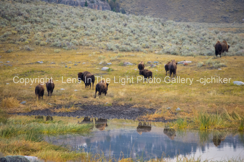 American-Bison-By-Pond-At-Lamar-Valley-In-Yellowstone