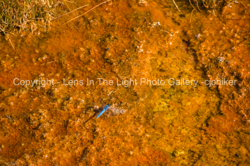 Blue-Dragonfly-On-Bacterial-Mat-Yellowstone-National-Park