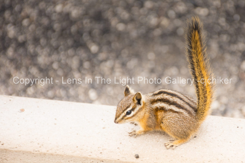 Chipmunk-Closeup