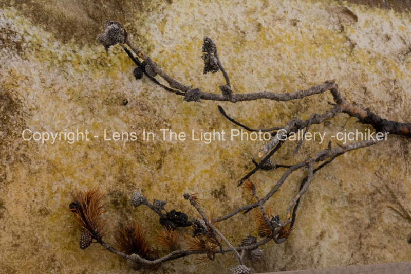 Tree-Branch-In-Mineral-Pool-In-Geyser-Basin-Yellowstone-National-Park