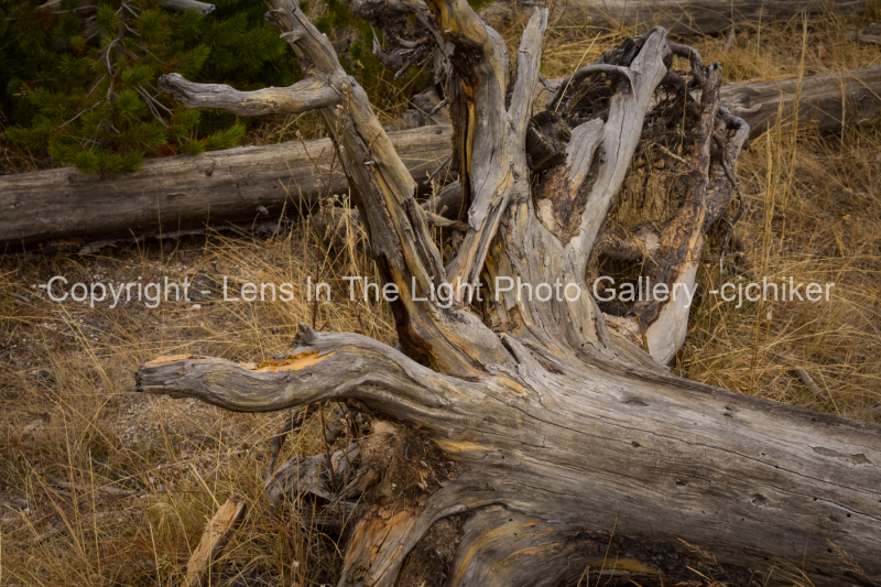 Tree-Trunk-In-Geyser-Basin-Yellowstone-National-Park