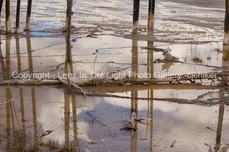 Tree-Trunks-In-Geyser-Basin-Yellowstone-National-Park