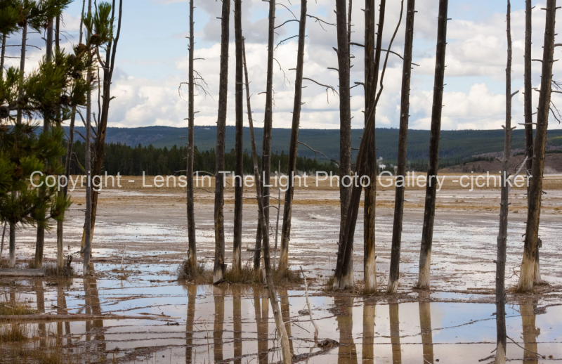Tree-Trunks-In-Geyser-Basin-Yellowstone-National-Park