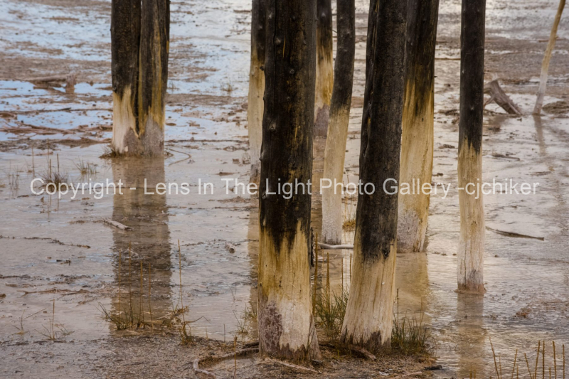 Tree-Trunks-In-Geyser-Basin-Yellowstone-National-Park