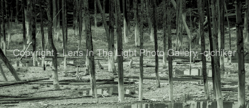 Trees-In-Geyser-Basin-At-Yellowstone-National-Park