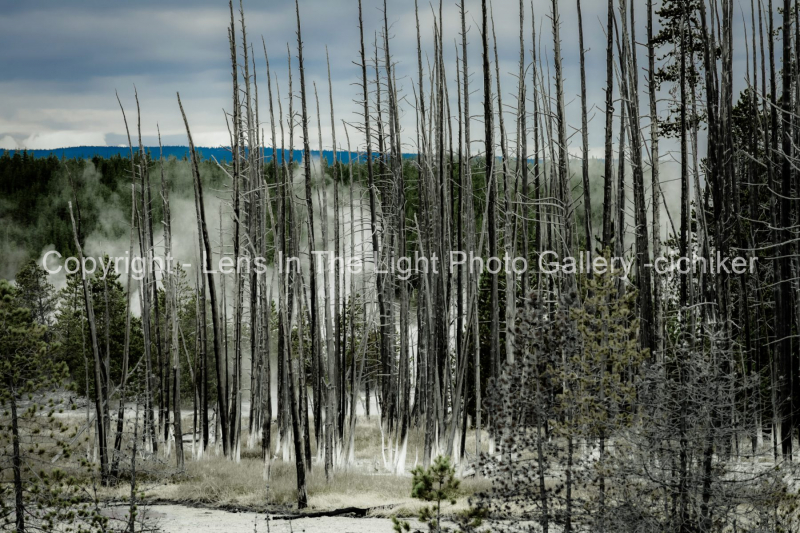 Trees-In-Geyser-Basin-At-Yellowstone-National-Park