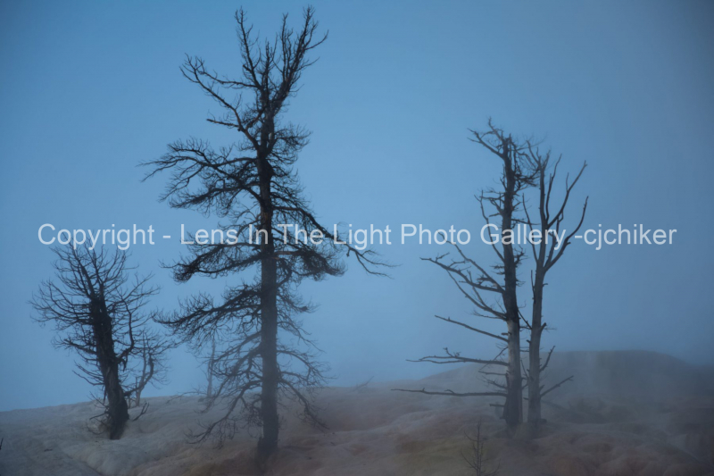 Trees-In-Steamy-Mineral-Crusted-Travertine-Cliff-At-Mammoth-Hot-Springs