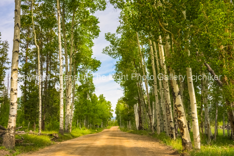Aspens-Along-Mountain-Road