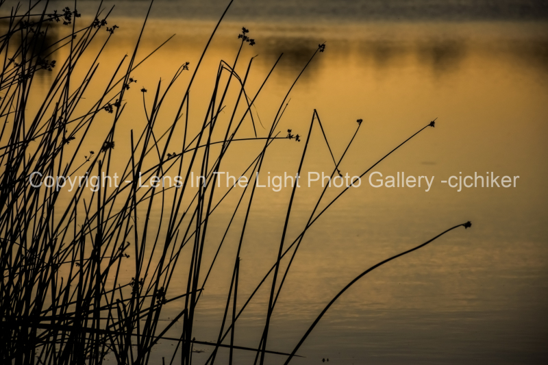 Grass-With-Sunset-Reflection-Background