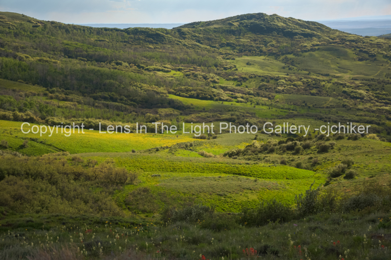 Green-Mountain-Meadows-Near-Bakers-Peak-in-Colorado