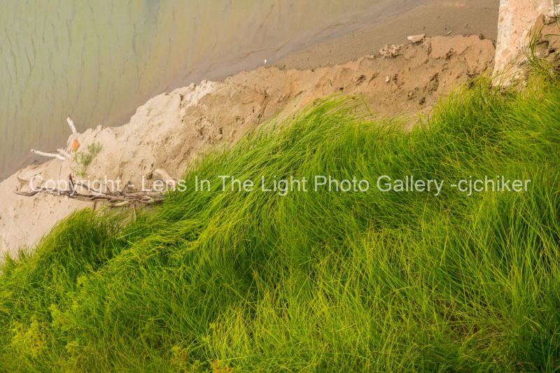 Green-Tall-Grass-On-Shore