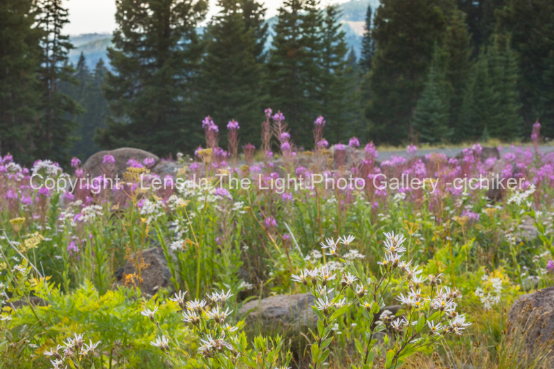 Vivid-Pink-Fireweed-And-White-Englemann-Asters-Wildflowers-In-Colorado