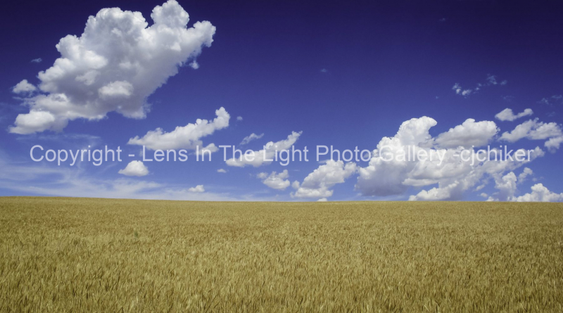 Wheat-Field