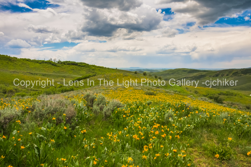 Yellow-Arrowleaf-Balsamroot-asteraceae-in-Mountain-Meadow