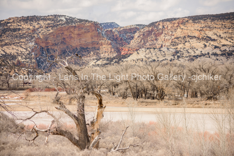 Deer-Lodge-Park-Canyon-View-With-Bald-Eagles