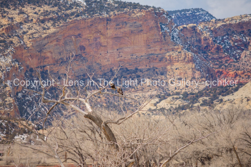 Deer-Lodge-Park-Canyon-View-With-Bald-Eagles