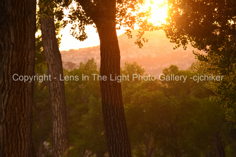 Morning-Sun-Through-Trees-In-Summer
