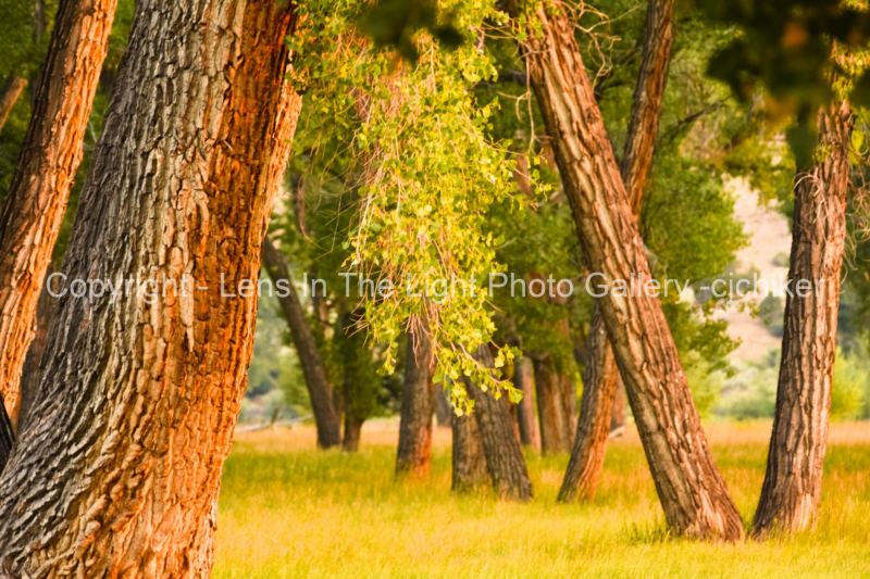 Trees-In-Summer-Sunny-Landscape