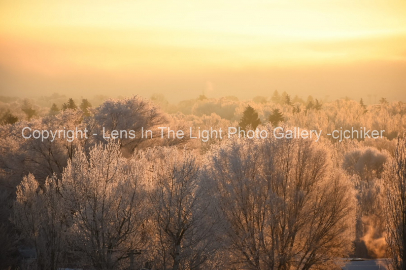 Treetops-In-Frosty-Sunshine