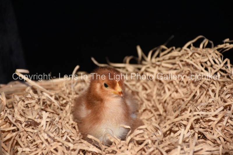 Little-Brown-Baby-Chicken