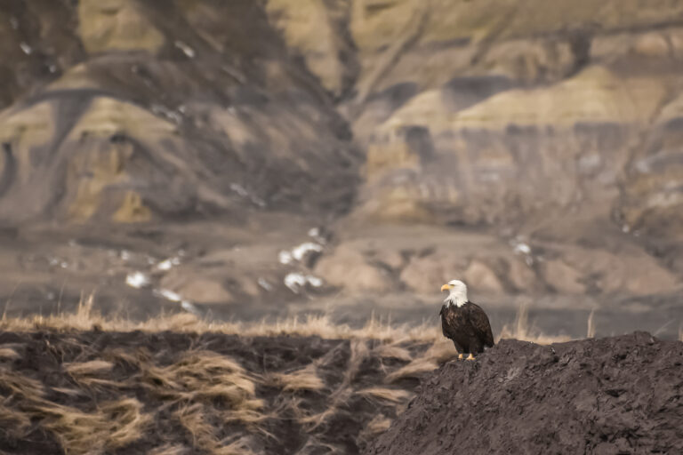 A Day In The High Desert