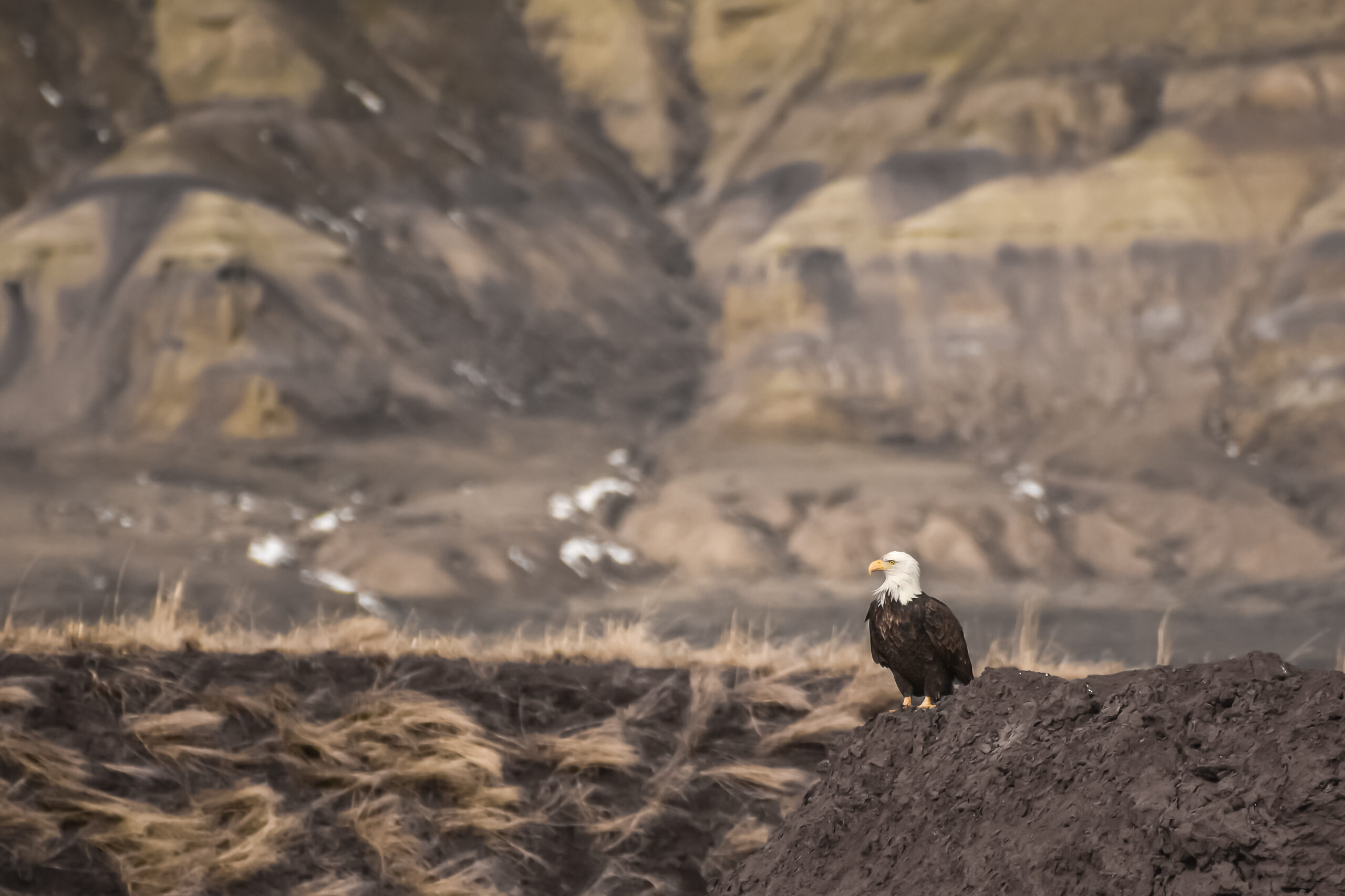 A Day In The High Desert